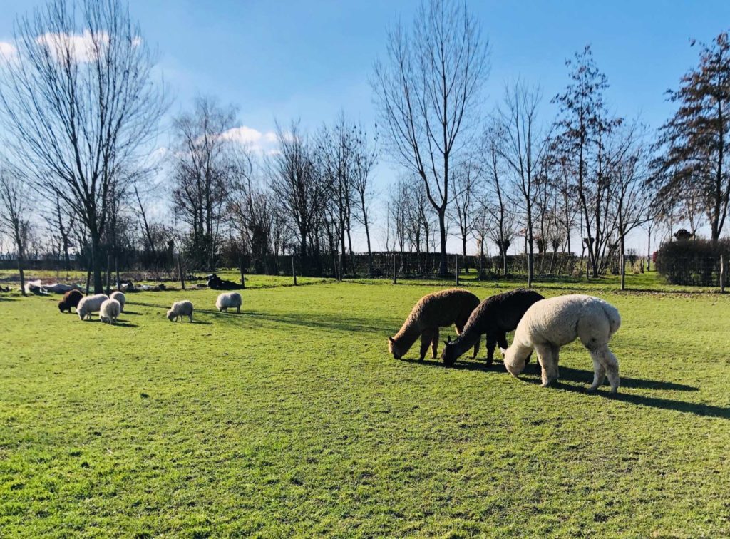 Bossewaard-abrona-camping-alpacas-1024×756