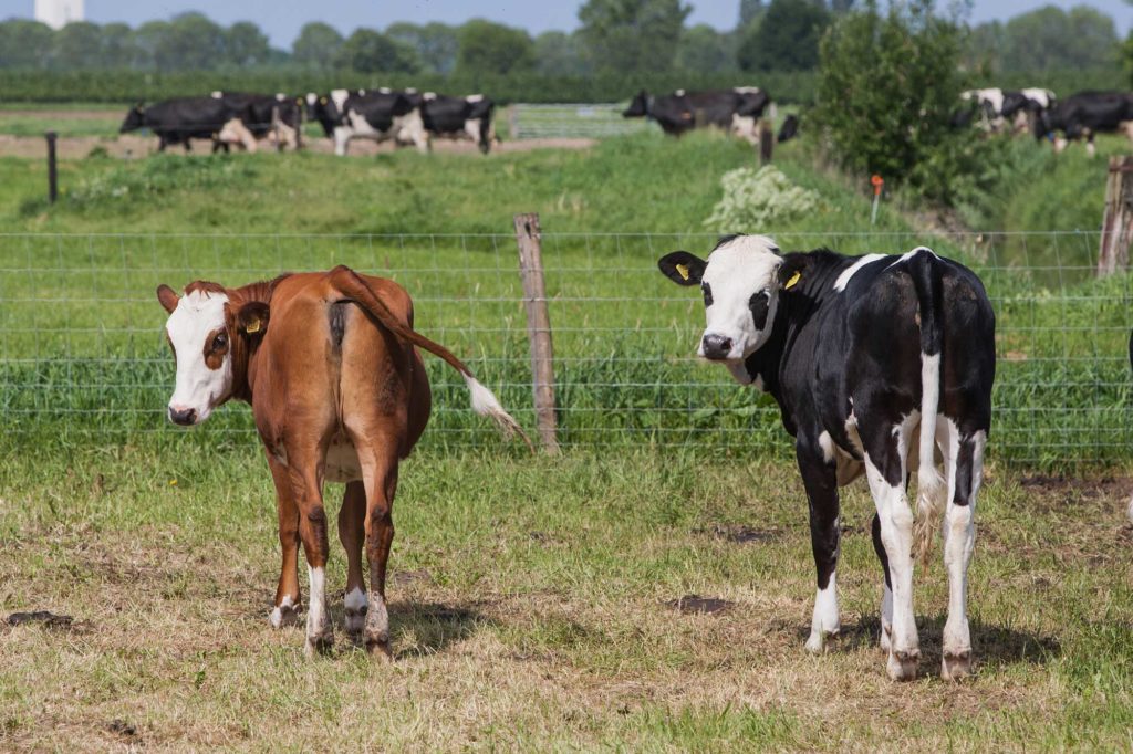 bossewaard-camping-abrona-natuur-bij-de-boer-KL6M8670-1024×682